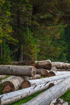 Big pile of massive tree trunks next to forest during autumn Stock Photos