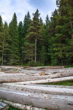 Big pile of massive tree trunks next to forest during autumn Stock Photos