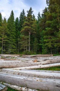Big pile of massive tree trunks next to forest during autumn Foto stock