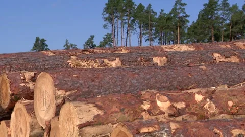 Big pile of pine logs by the side of a dirt road. 動画素材 296087069
