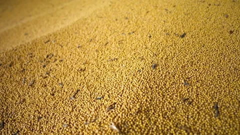 Big pile of soy Stock Footage 236295480