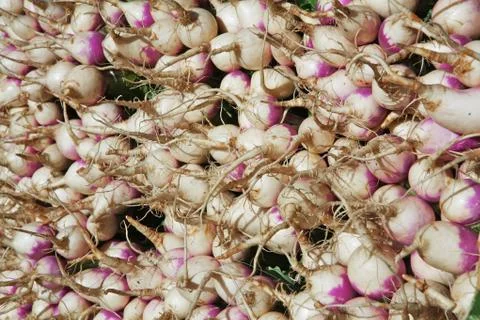 Big piles of turnips Stock Photos