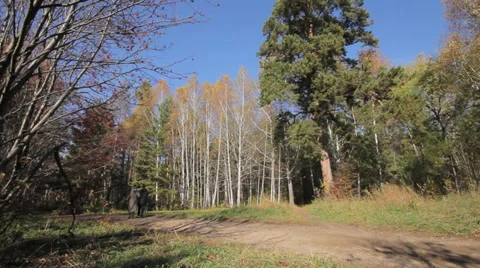 Big pine in autumn forest Stock Footage 32410870