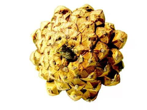 Big pine cone Stock Photos