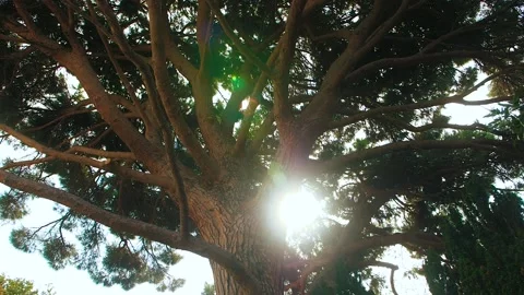 Big pine coniferous trees, sunlight Video stock 143136669