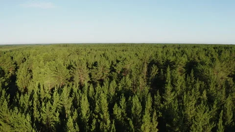 Big pine forest 스톡 동영상 245966304