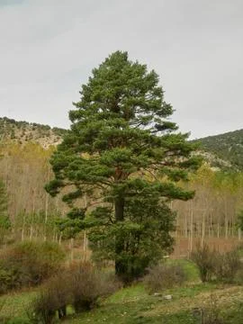 Big pine in the forest one autumn day Stock Photos