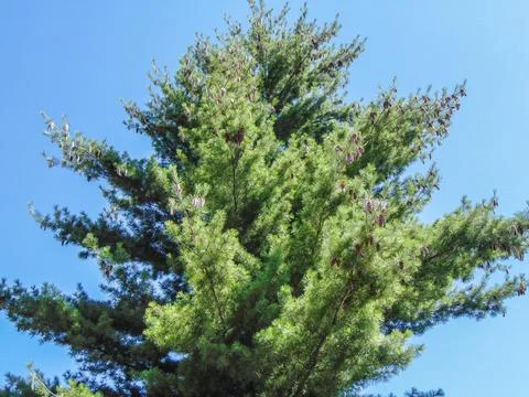 A big pine. Pinus strobus tree Photos