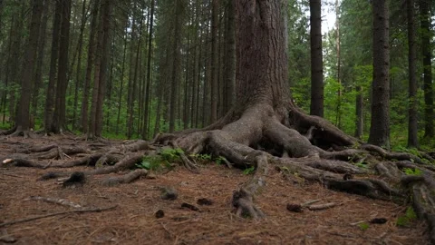 Big pine roots and dry needles Stock Footage 282778605