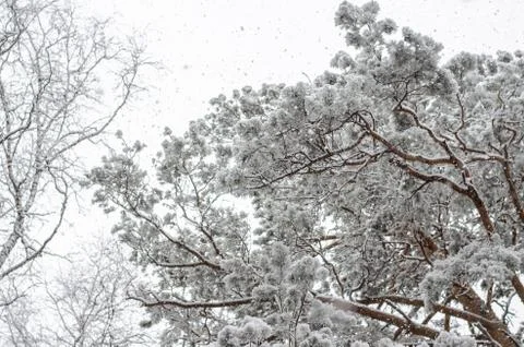 Big pine with snow on a cold winter day. bottom view Stock Photos