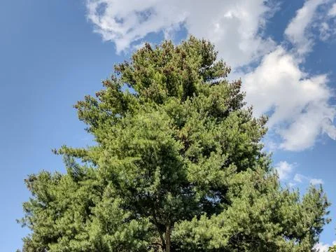 Big pine tree in Baia Mare city, Romania. Pinus strobus Stockfoto's