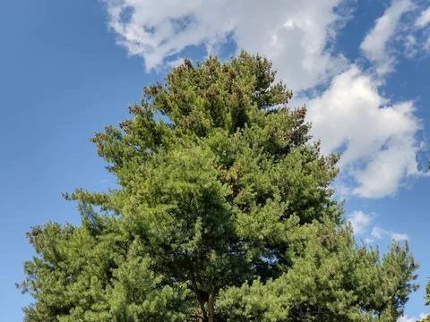 Big pine tree in Baia Mare city, Romania. Pinus strobus Stock Photos