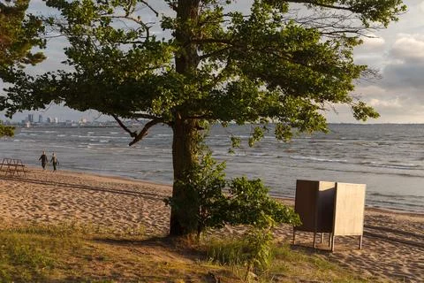 Big pine tree at the beach. Sunny summer day. Stock Photos