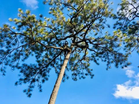 Big Pine tree on blue sky and cloud Stock Photos