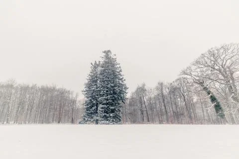 Big pine tree covered with snow in the park Stock Photos