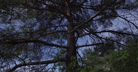 Big pine tree Stock Footage