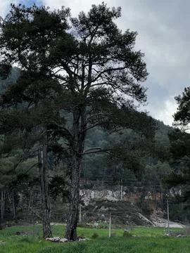 Big pine tree in mountains green grass background Foto stock