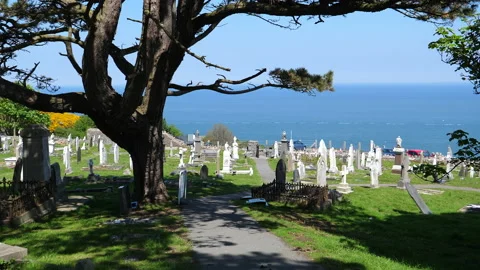 Big pine tree in the old cemetery by the sea in Wales Видео 161982369