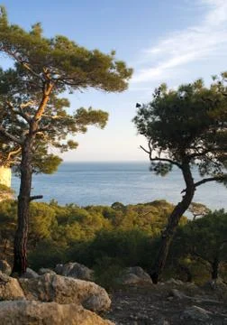 Big pine tree Stock Photos