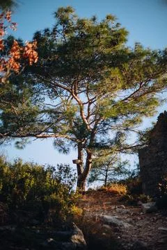 Big pine tree standing on a hill with a road leading to it, sunset light on pine Stock Photos