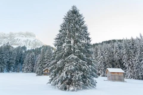 Big pine tree in winter Stock Photos