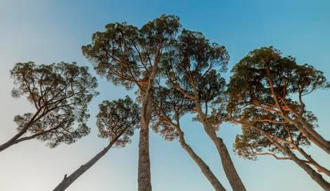 Big Pine Trees dramatic angle Stock Photos