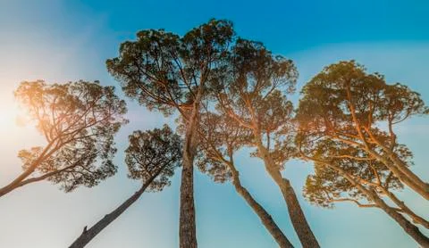 Big Pine Trees dramatic angle Stock Photos