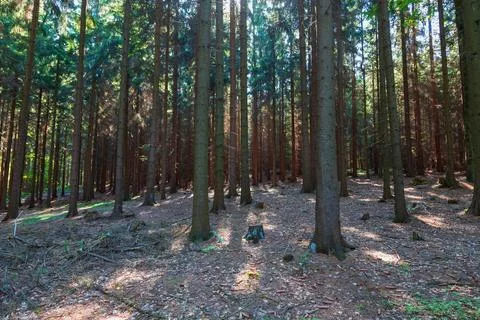 Big pine trees in the forest. There are tree stumps in the forest. Stock Photos
