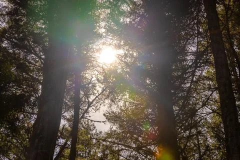 Big pine trees seen from below with sun. Stock Photos