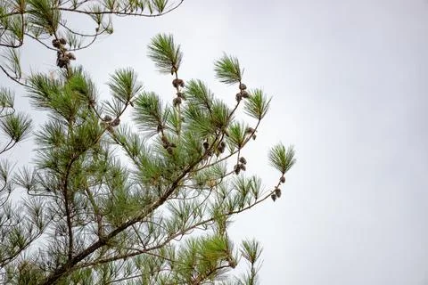 Big Pines Tree Foto stock