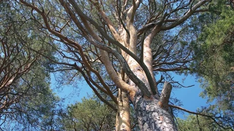 Big pinetree in the forest 库存影片 133355288
