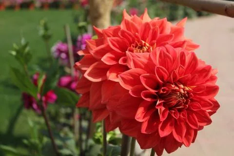 Big Pink chrysanthemum pair Stock Photos