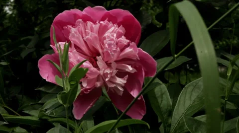 Big pink flower in garden. Stock Footage 34752973
