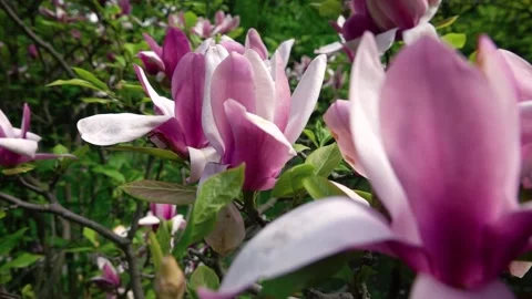 Big pink flowers close-up Stock-Footage 132435376