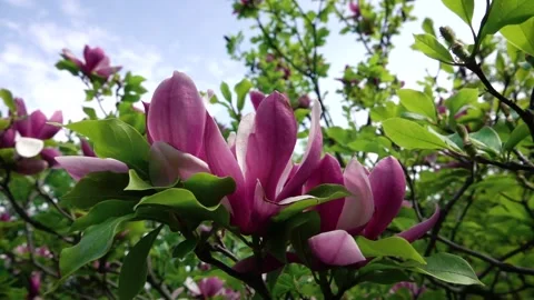 Big pink flowers on a tree Stock-Footage 132435408