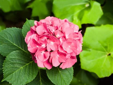Big Pink Hydrangea Stock Photos