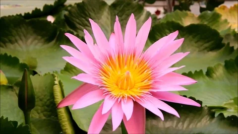 A big pink Nymphaea or water-lily flower Stock Footage 77861344