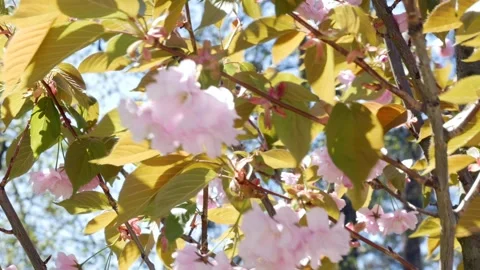 Big pink sakura flowers. Spring sakura bloomed in the park. Stock Footage 240639331