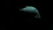 Big Piranhas In Dark Water Stock Footage
