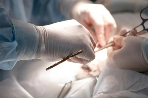 Big plan. Hands of a veterinary surgeon in gloves sew up a surgical incision on Stock Photos