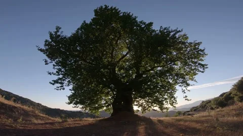 Big Plane tree with blue sky at the sunset Stock Footage 160813455
