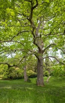 Big plane trees Stock Photos