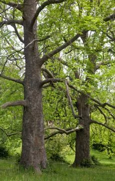 Big plane trees Stock Photos
