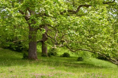 Big plane trees Stock Photos