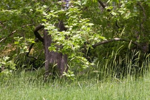 Big plane trees Stock Photos