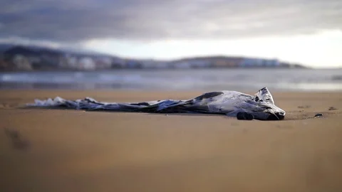 Big plastic on the beach on Tenerife Stock Footage 129966494