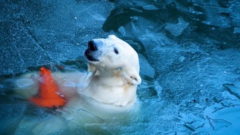 A big polar bear breaks the ice and breathes deeply. Stock Footage 119224841