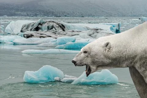 Big polar bear is crying with open mouth in front of melting sea ice with blu Stock Photos