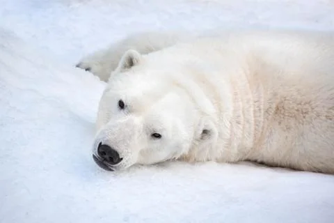 Big polar bear is lying Stock Photos