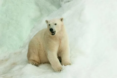 Big polar bear Stock Photos
